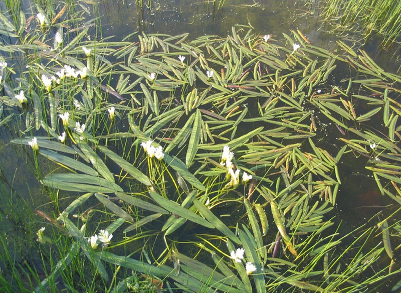 Cape Pondweed photo 4