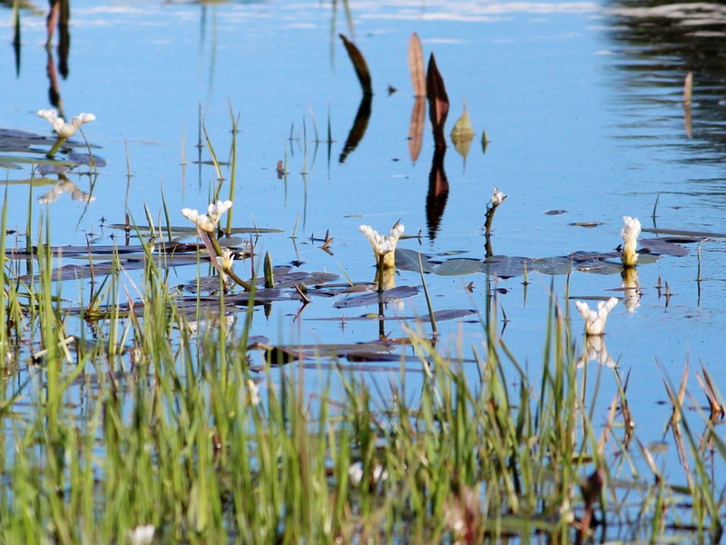 Cape Pondweed photo 5