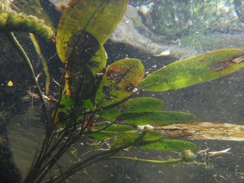 Cape Pondweed photo 6