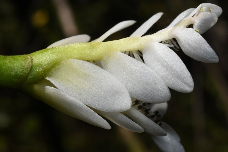 Cape Pondweed photo 7
