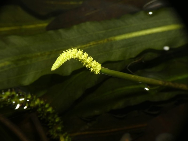 Aponogeton elongatus