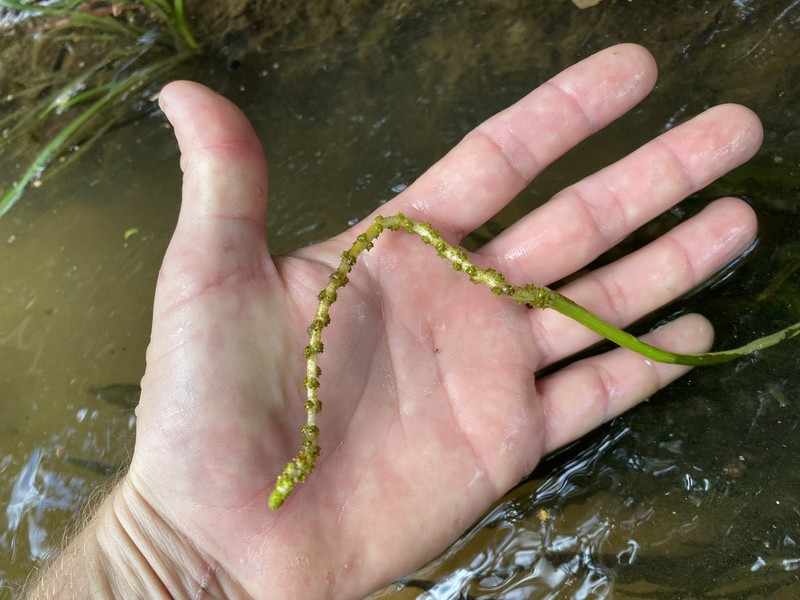 Aponogeton elongatus photo 5