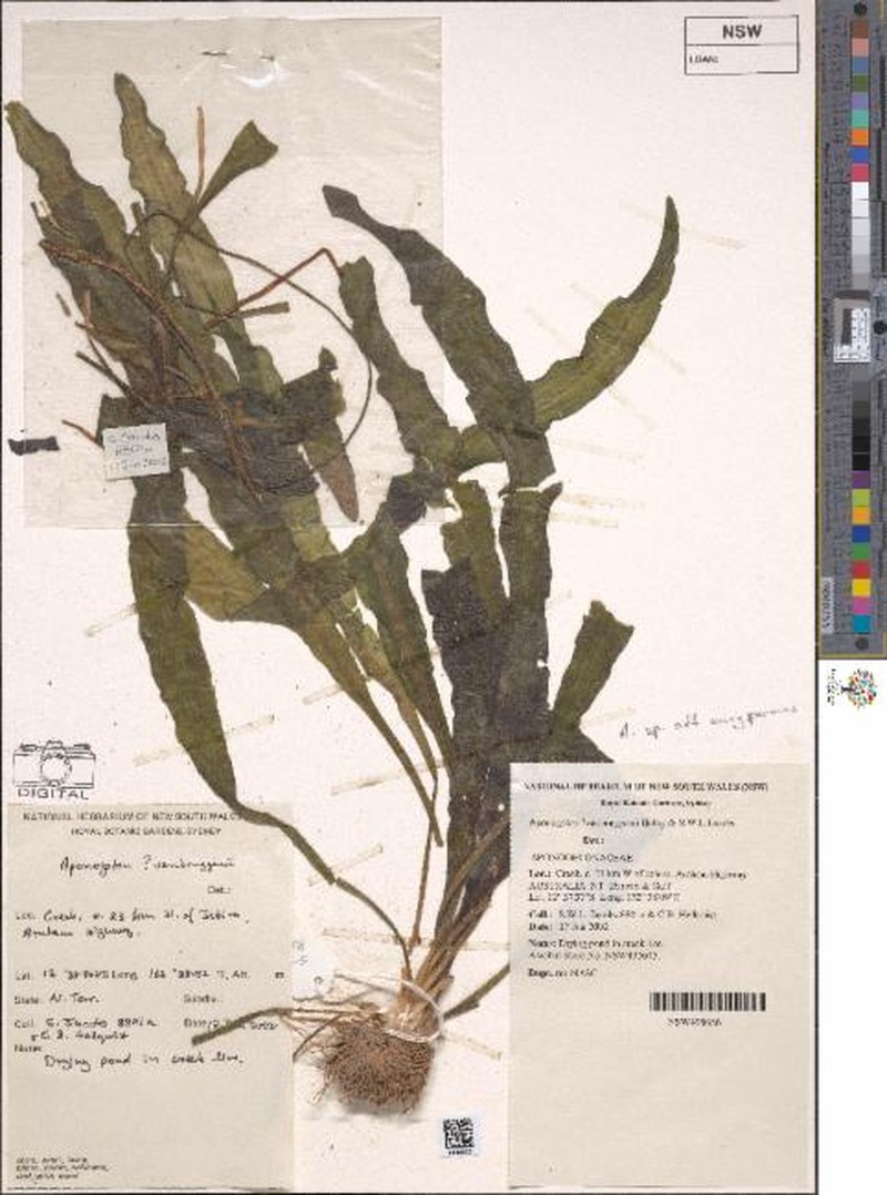 Aponogeton euryspermus