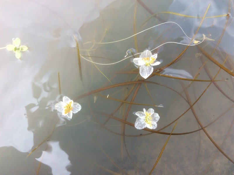 Aponogeton fugax