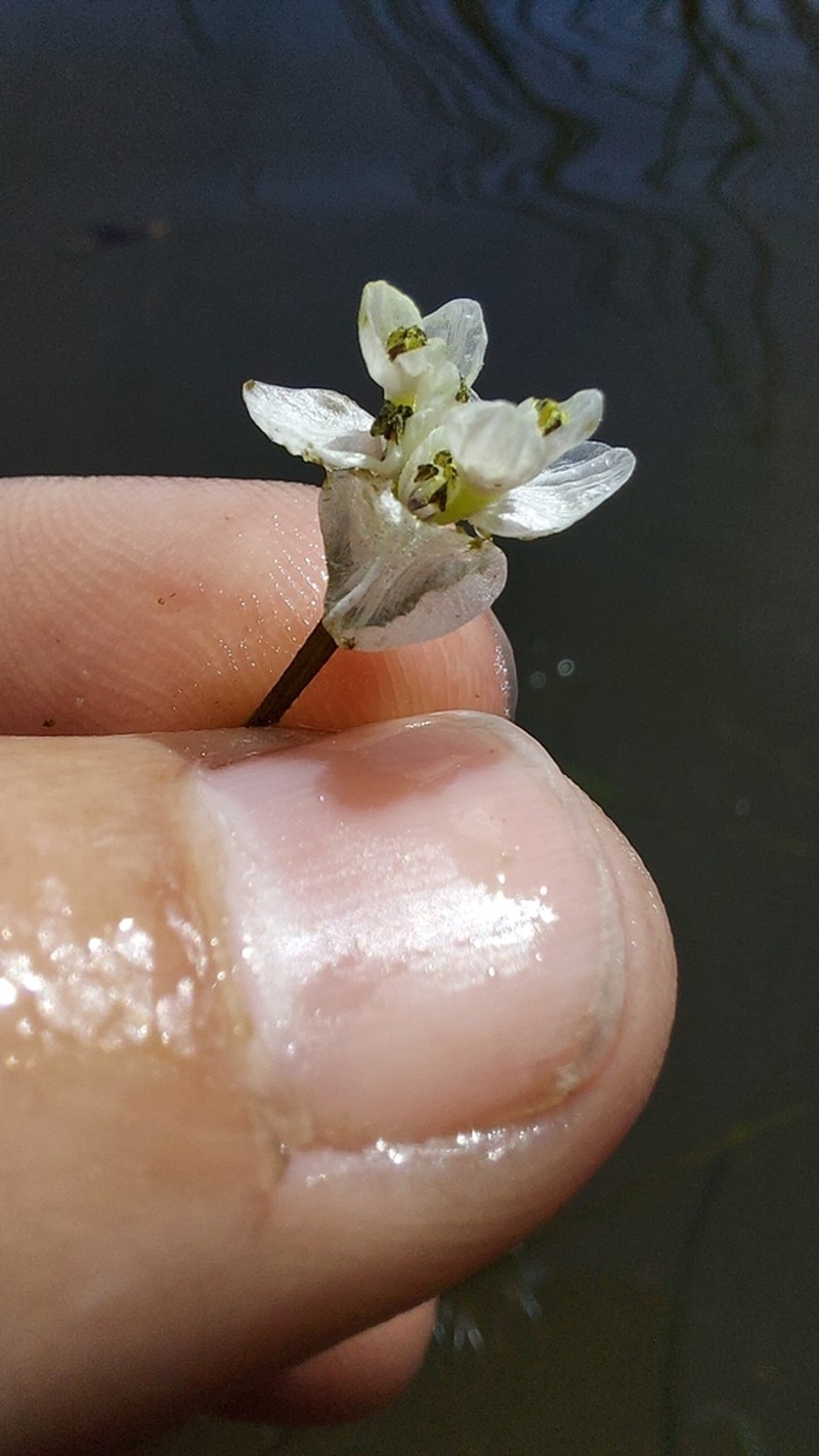 Aponogeton fugax photo 2