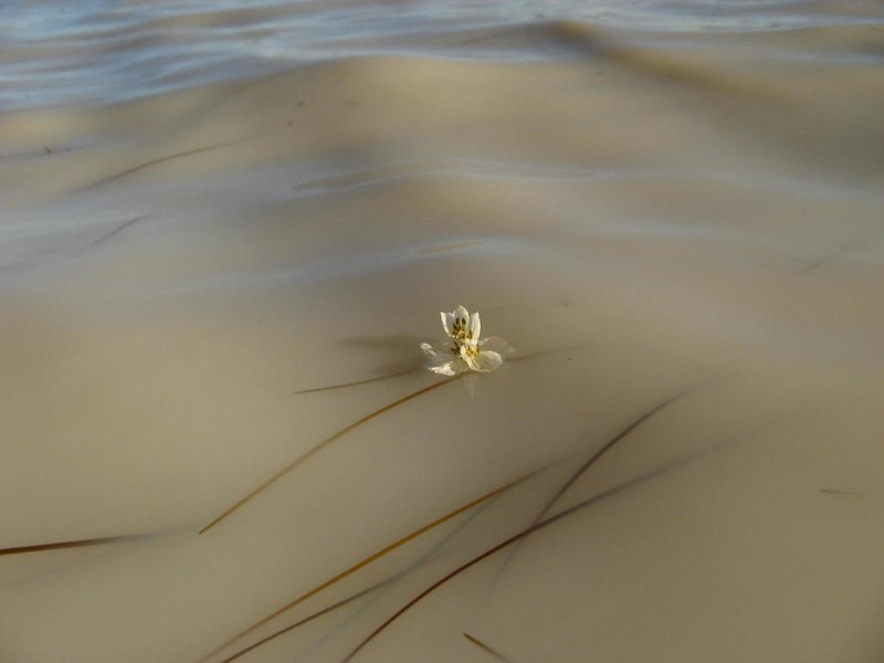 Aponogeton fugax photo 4