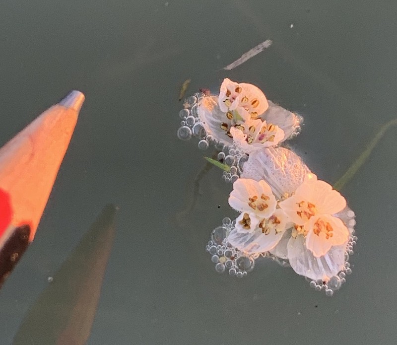 Aponogeton fugax photo 6