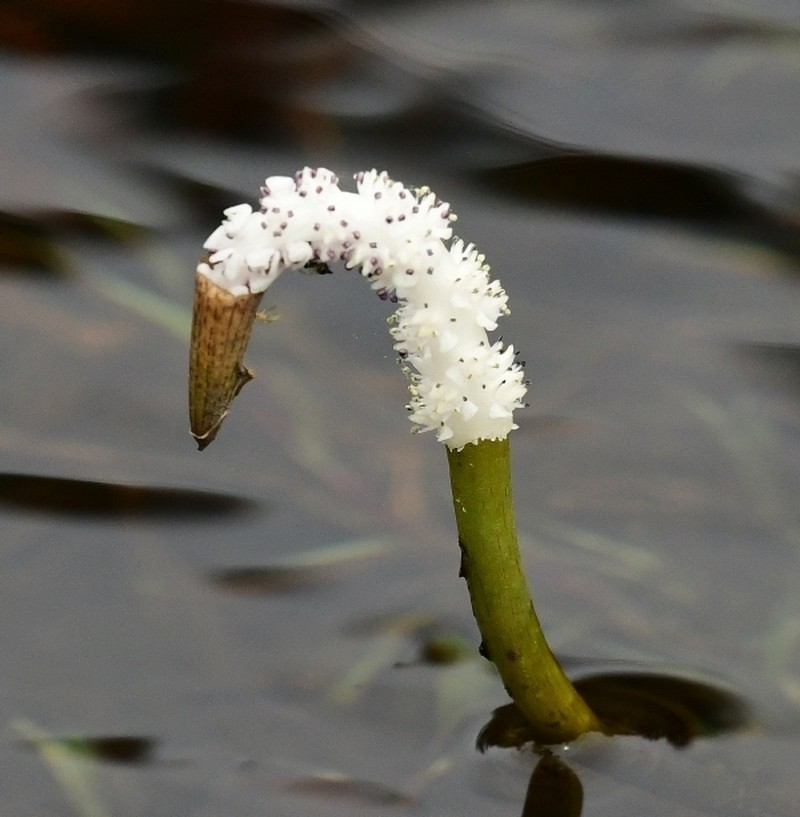 Aponogeton jacobsenii