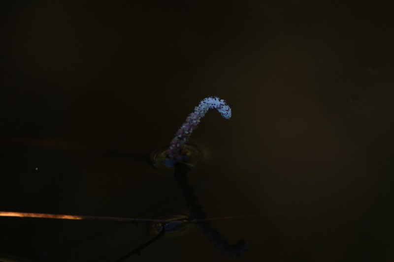 Aponogeton jacobsenii photo 3