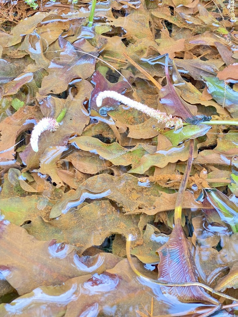 Aponogeton jacobsenii photo 5