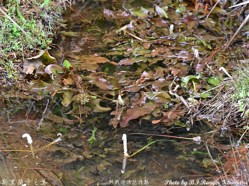Aponogeton jacobsenii photo 7