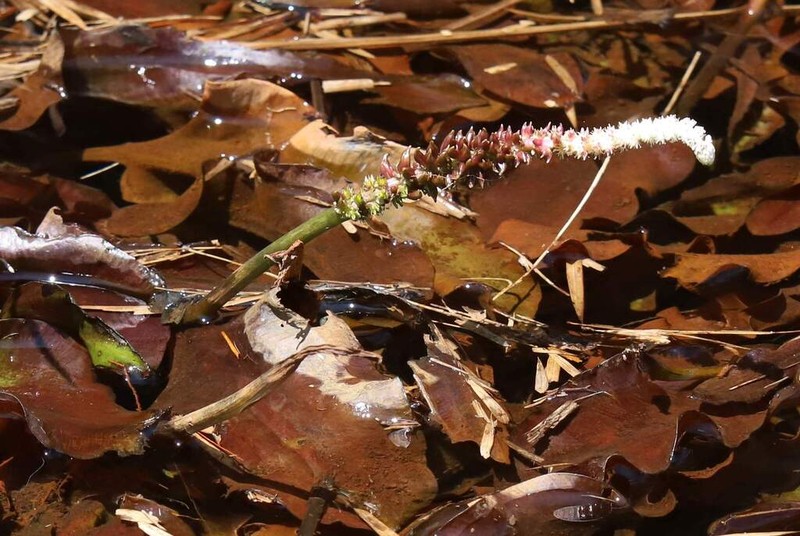 Aponogeton jacobsenii photo 8