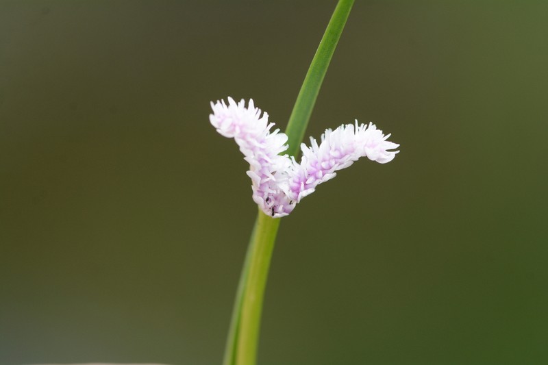 Aponogeton junceus photo 2