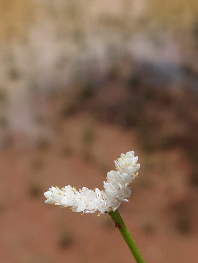 Aponogeton junceus photo 3