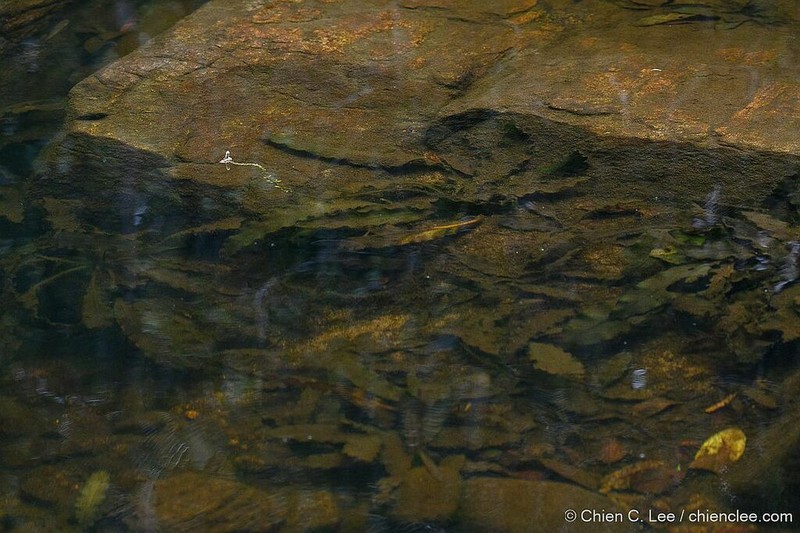 Aponogeton kannangarae