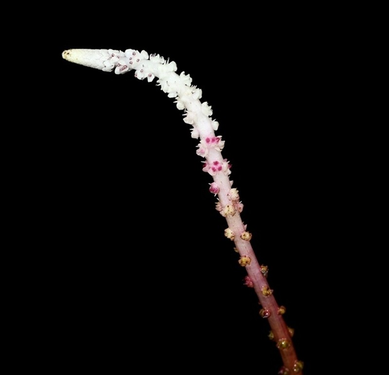Aponogeton kannangarae photo 2
