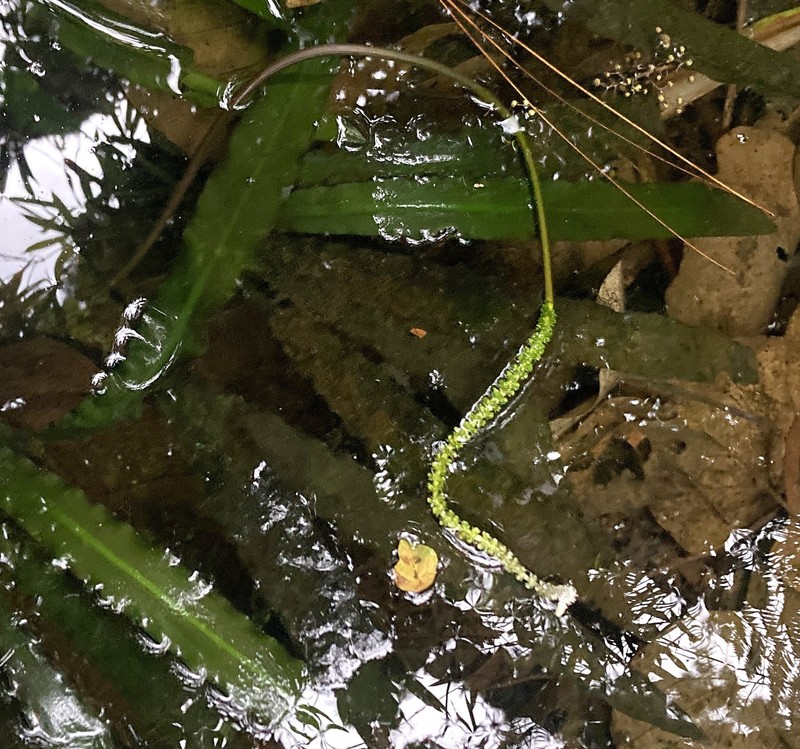 Aponogeton kannangarae photo 4