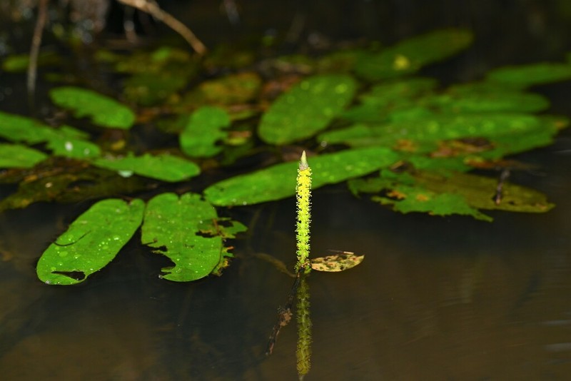 Aponogeton lakhonensis photo 2