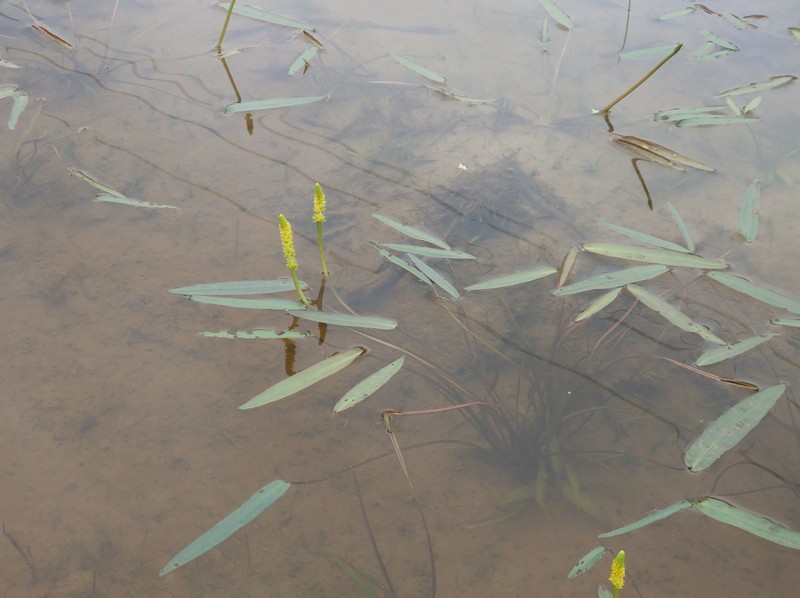 Aponogeton lakhonensis photo 4