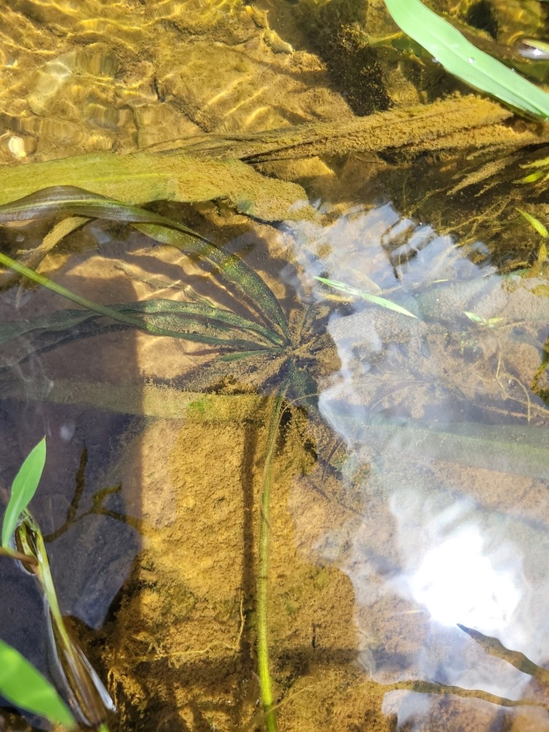 Aponogeton lancesmithii