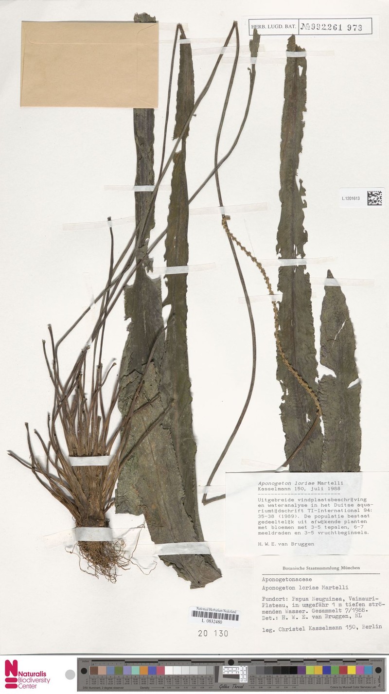 Aponogeton loriae