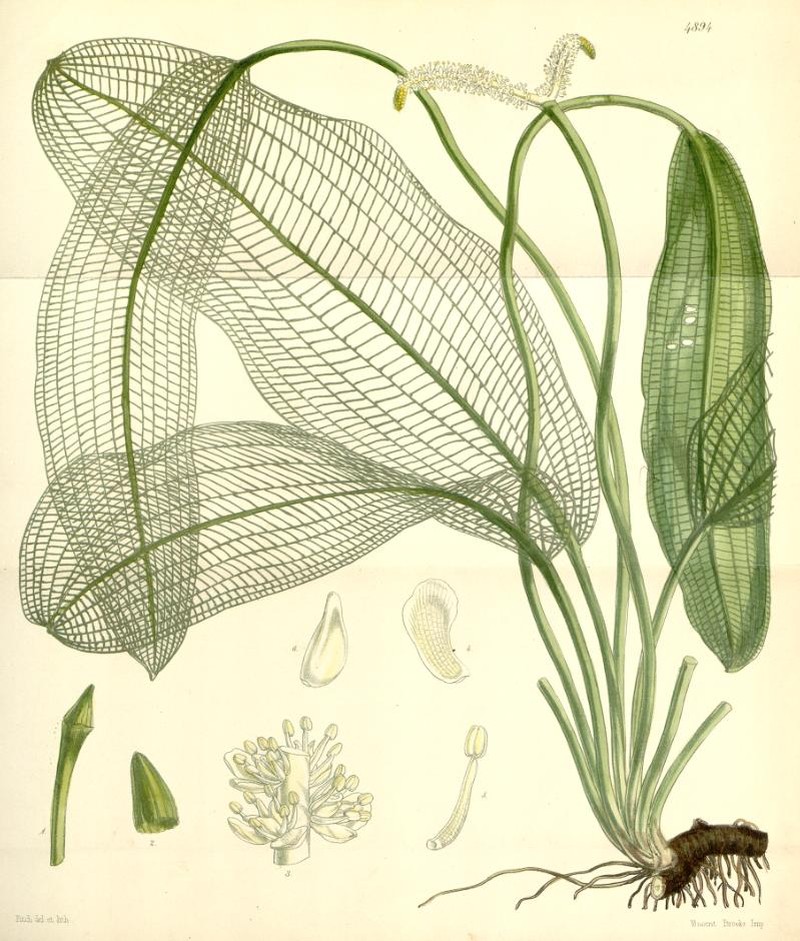 Aponogeton madagascariensis