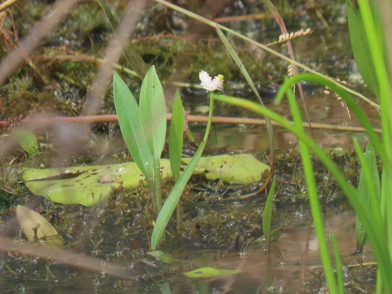 Aponogeton natalensis