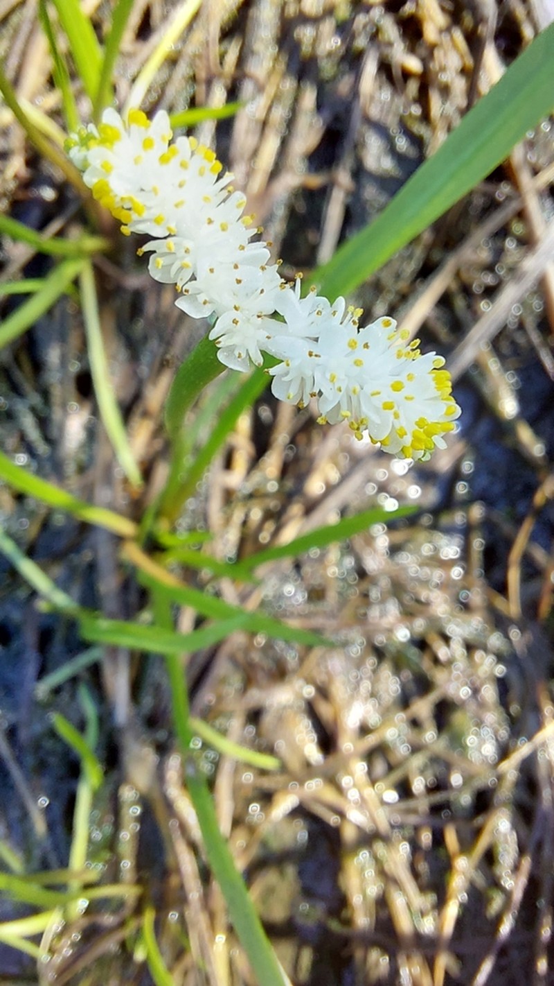 Aponogeton natalensis photo 2