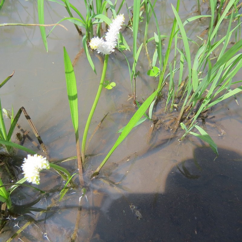 Aponogeton natalensis photo 3
