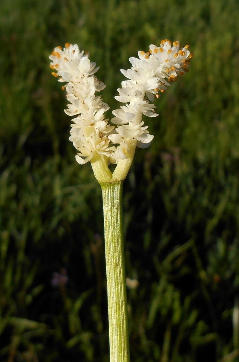 Aponogeton natalensis photo 4