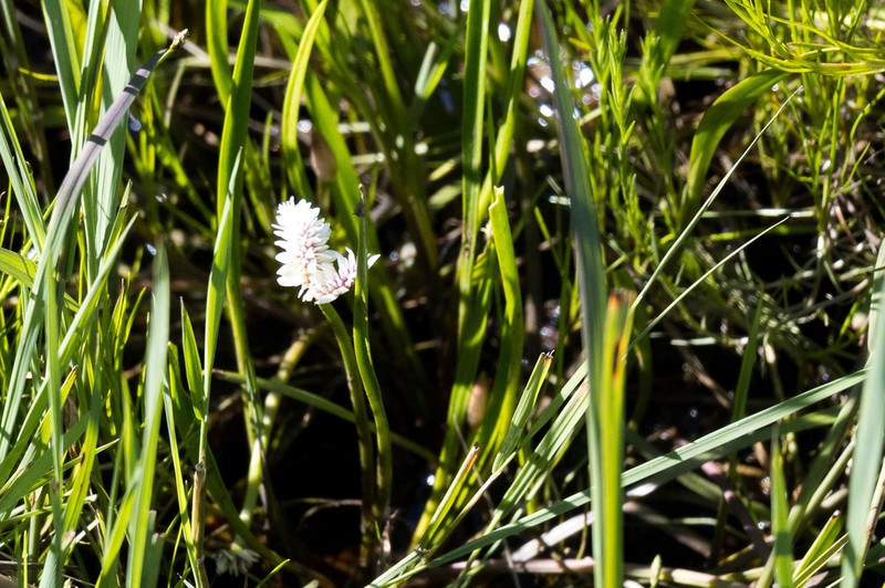 Aponogeton natalensis photo 5