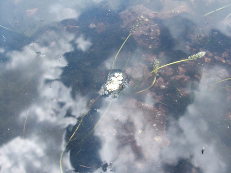 Aponogeton natalensis photo 6