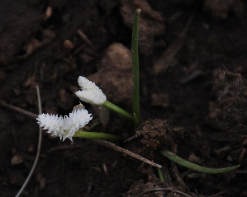 Aponogeton natalensis photo 7