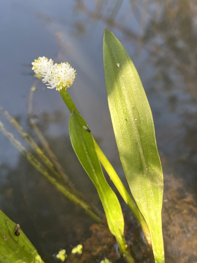 Aponogeton natalensis photo 8