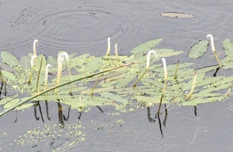 Aponogeton natans photo 2