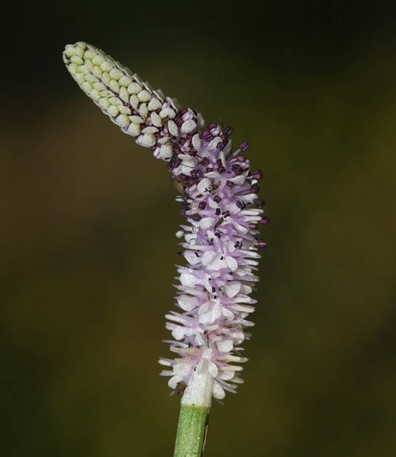 Aponogeton natans photo 3