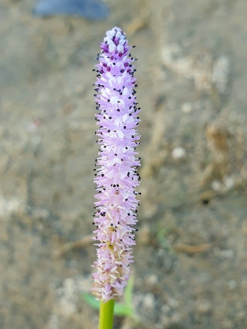 Aponogeton natans photo 5