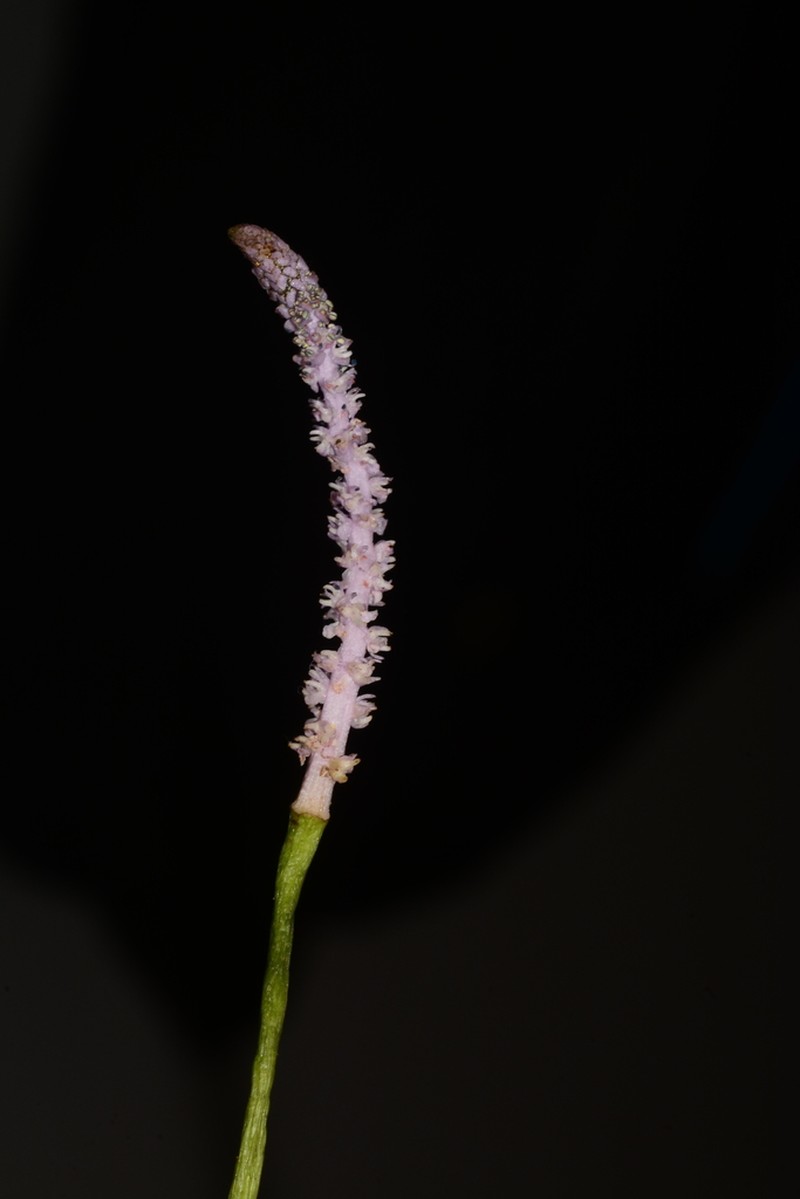 Aponogeton natans photo 6