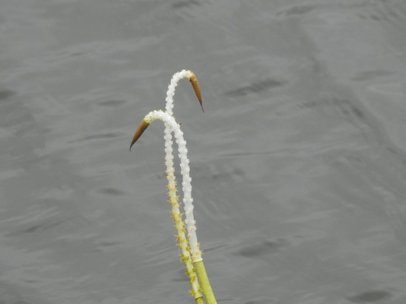 Aponogeton nateshii