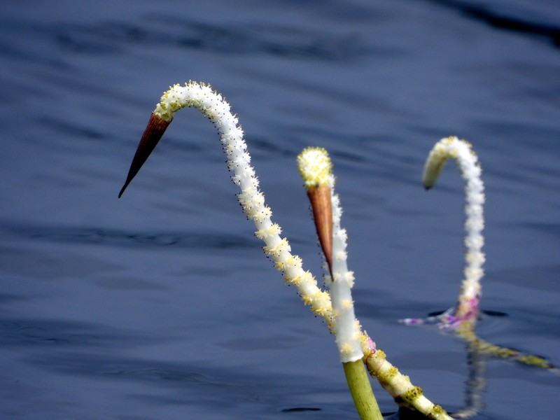 Aponogeton nateshii photo 2