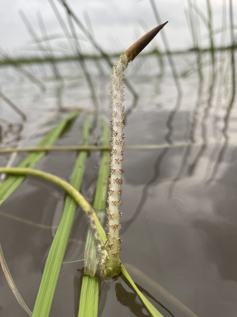 Aponogeton nateshii photo 3