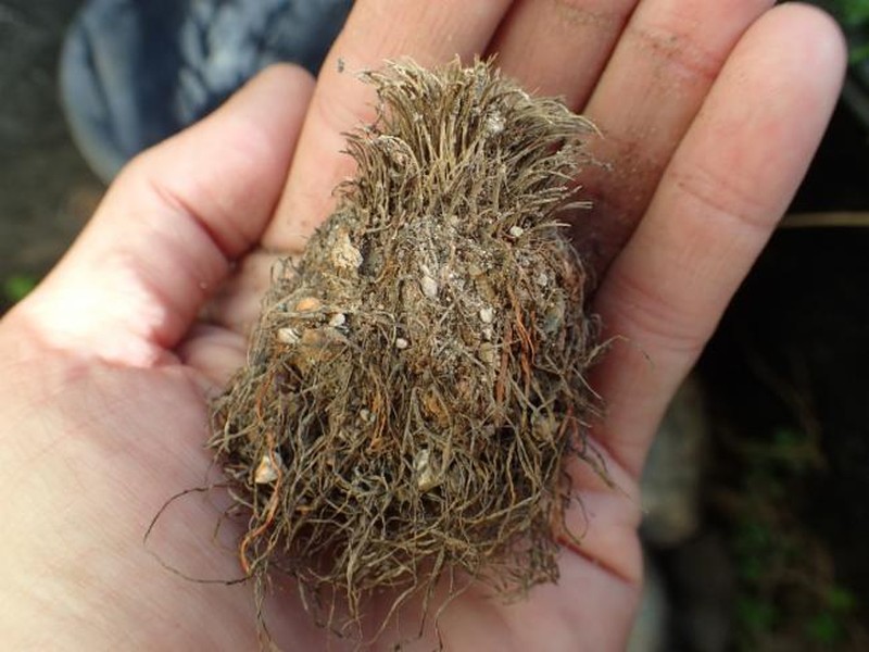 Aponogeton queenslandicus photo 2