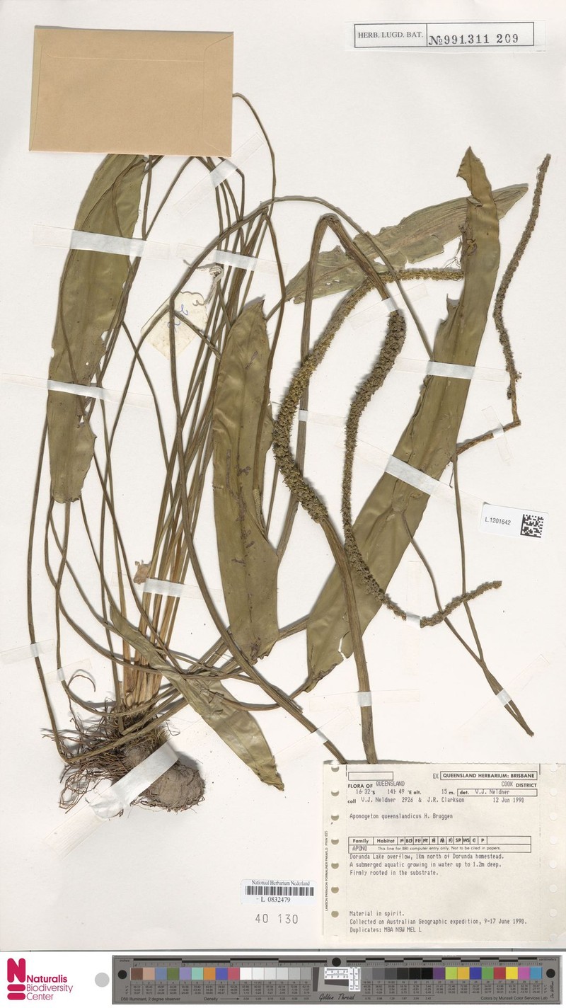 Aponogeton queenslandicus photo 4