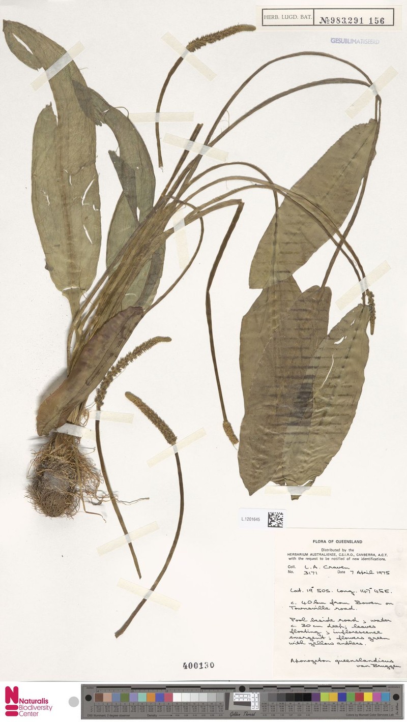 Aponogeton queenslandicus photo 5