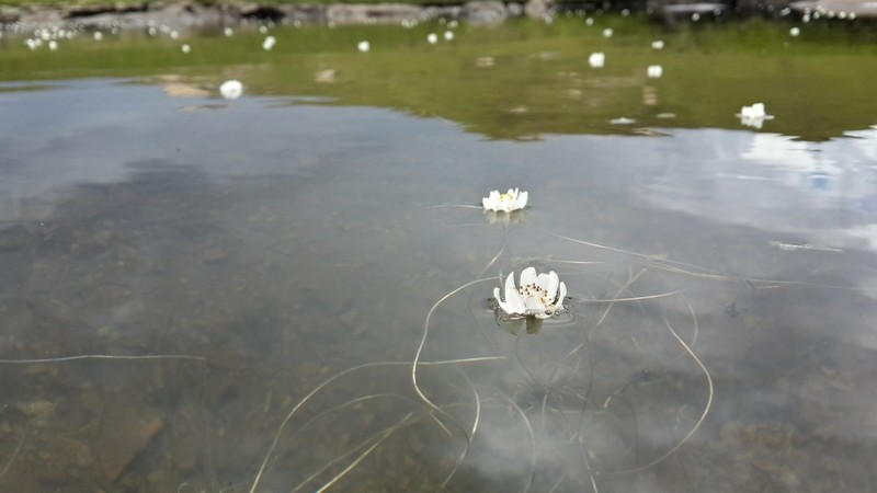Aponogeton ranunculiflorus