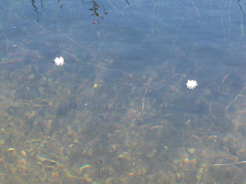 Aponogeton ranunculiflorus photo 2