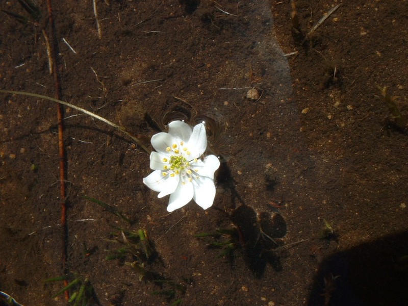 Aponogeton ranunculiflorus photo 3