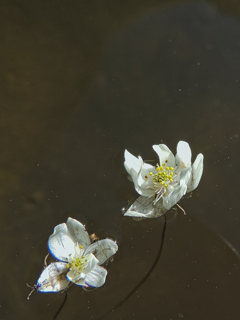 Aponogeton ranunculiflorus photo 4