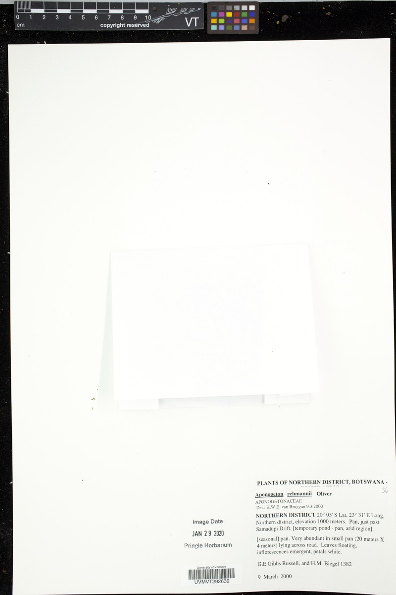 Aponogeton rehmannii photo 2