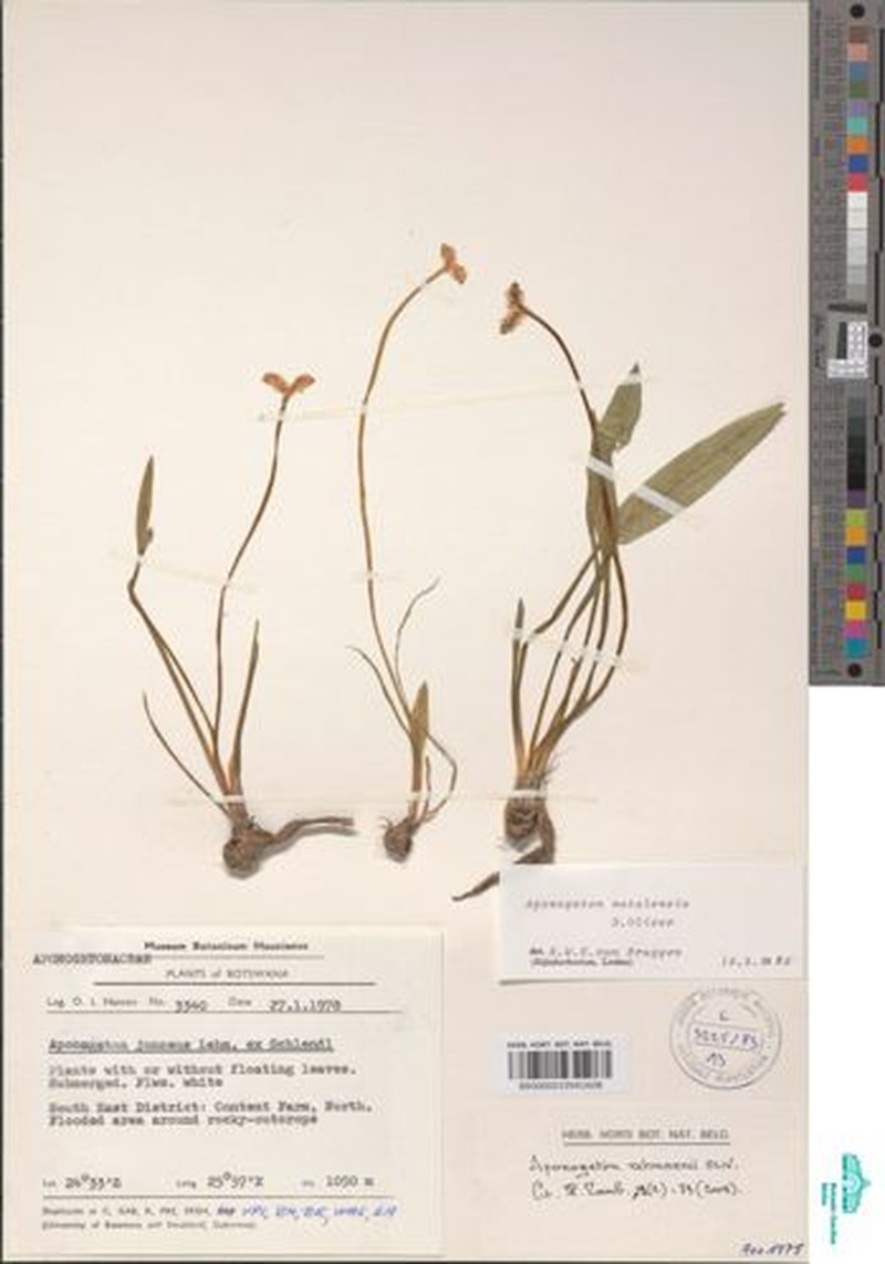 Aponogeton rehmannii photo 3